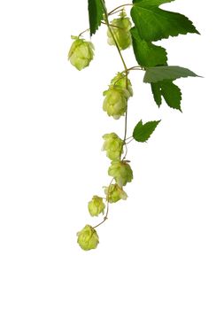 Hop (Humulus lupulus)