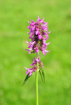 Purple betony (Betonica officinalis)