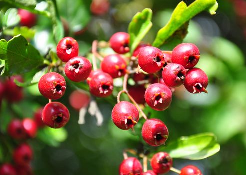 Midland hawthorn (Crataegus laevigata)