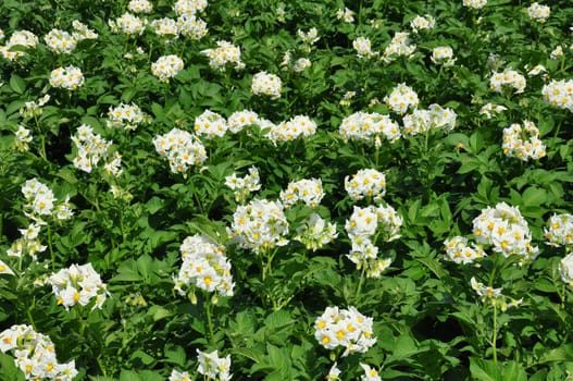 Potato field