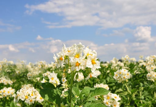 Potato field