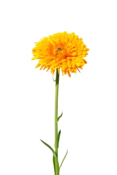 Pot marigold (Calendula officinalis)