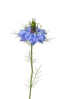 Love-in-a-mist (Nigella damascena)