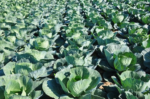 Cabbage field