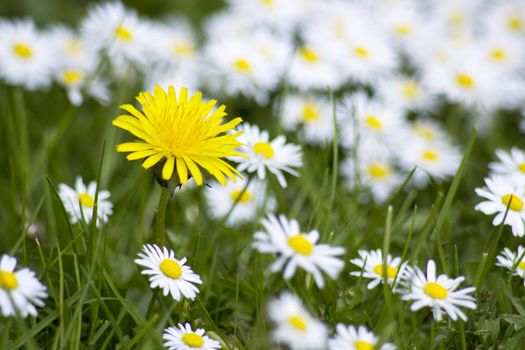 blooming meadow - dandelion and daisies