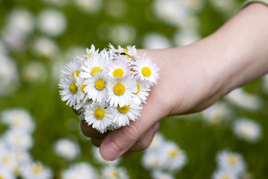 daisies - a gift for the mother