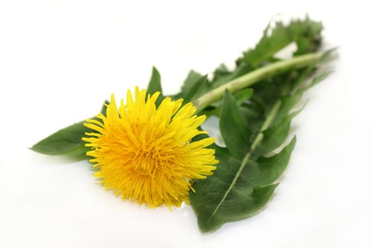 Dandelion leaves and flowers against white background