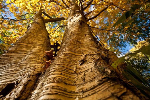 Colorful forest in Denmark in autumn