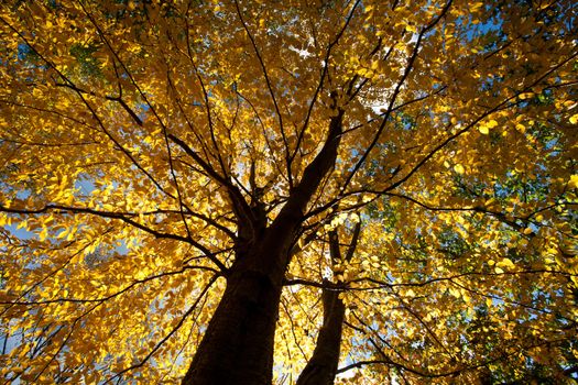 Colorful forest in Denmark in autumn