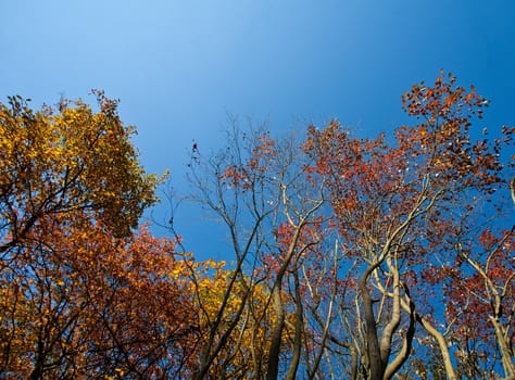 Colorful forest in Denmark in autumn