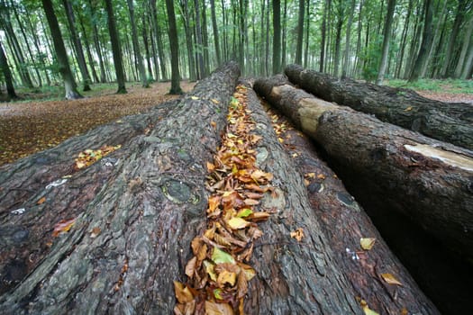 Colorful forest in Denmark in autumn