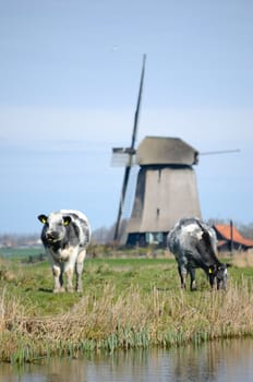 Two cows grazing in a meadow with a windmill in the background in the Netherlands.