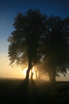 Naebbegaard alley in denmark a misty morning