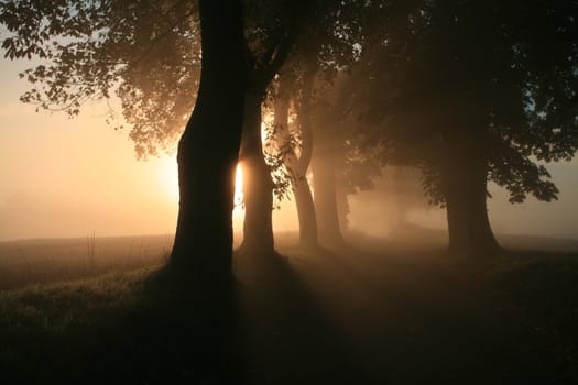 Naebbegaard alley in denmark a misty morning