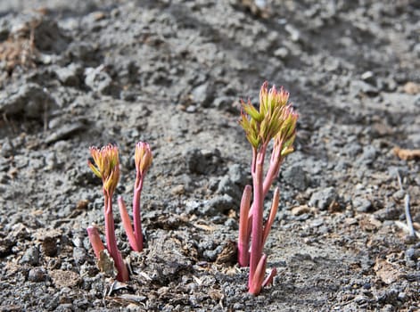 A young delicate plant shoots from soil.