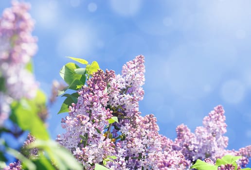 Lilac tree in bloom, purple flowers contrasted by a bright blue sky,light effects