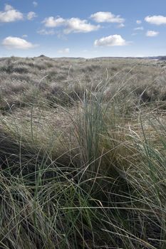 tall green grass on the dunes of a golf course in county Donegal, Ireland