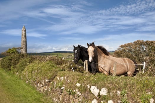 two Irish horses and ancient round tower in the beautiful Ardmore countryside of county Waterford Ireland