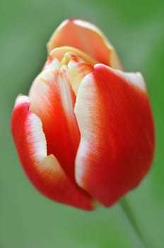 Red Tulip flower on green background. Blured by lens.