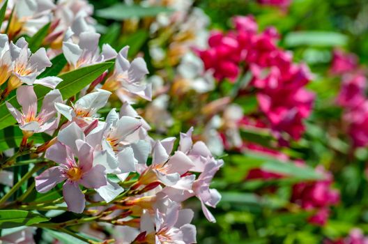 Close-up view of white and pink oleander flowers