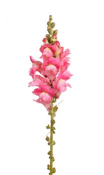 Single stem with pink flowers of snapdragon (Antirrhinum majus) isolated against a white background