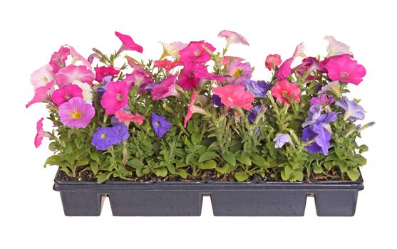 Side view of a flat containing seedlings of petunia plants flowering in multiple colors ready for transplanting into a home garden isolated against a white background