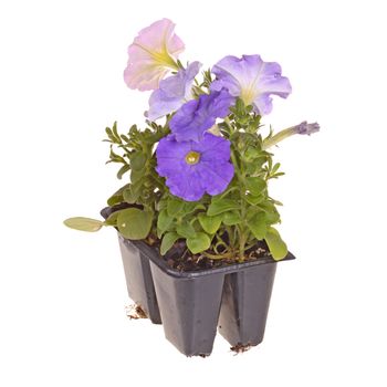 Pack containing four seedlings of petunia plants flowering in blue and pink ready for transplanting into a home garden isolated against a white background