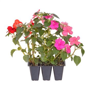 Pack containing three seedlings of impatiens plants (Impatiens wallerana) flowering in pink, red and orange ready for transplanting into a home garden isolated against a white background