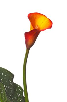 Single flower, stem and partial green-and-white leaf of an orange and yellow calla lily (Zantedeschia) isolated against a white background