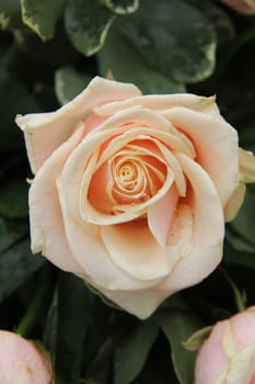 pale pink roses in a wedding arrangement