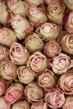 Group of pale pink roses with a touch of red, wedding decorations