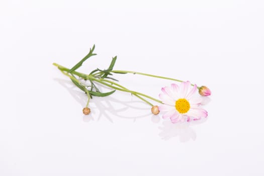 White pink daisy flower on a white background