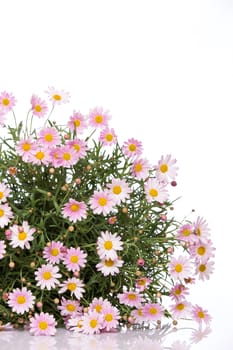 Delicate daisy flower bouquet on white background