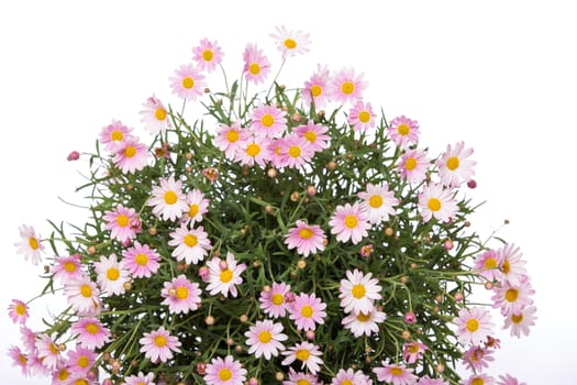 Delicate daisy flower bouquet on white background