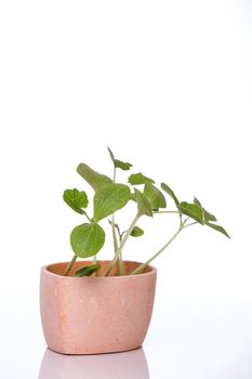 Young pumpkin sprouts in a pot on white background