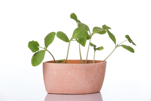 Young pumpkin sprouts in a pot on white background