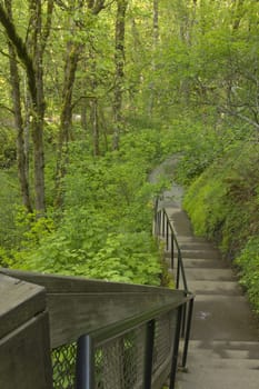 Steps to the forest floor Columbia River Gorge Oregon.