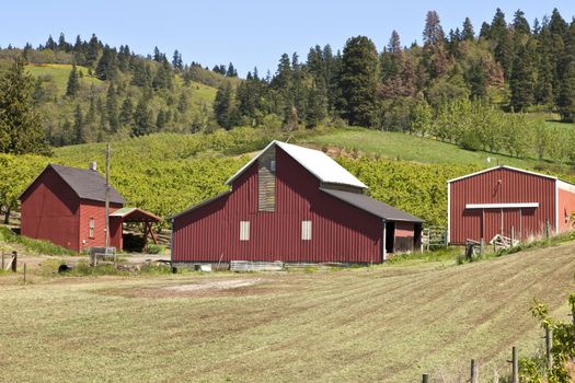 Barns and field in Hood River county Oregon.