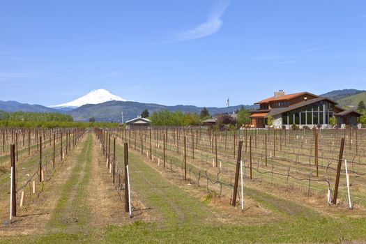 Mt Hood winery in Hood River valley Oregon.