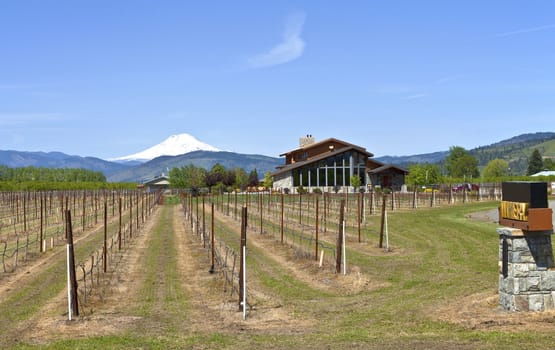 Mt Hood winery in Hood River valley Oregon.