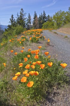 Poppy flowers blooms decorating the edge of a road.