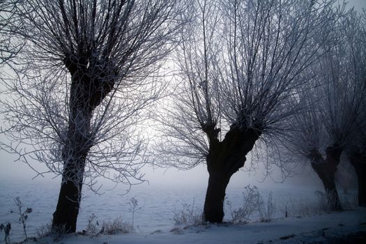 Winter landscape at sunny frozen morning
