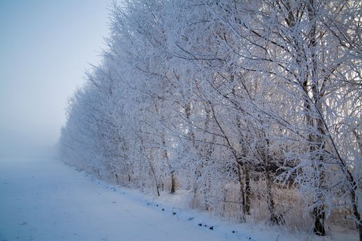 Winter landscape at sunny frozen morning
