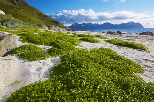 Scenic beach on Lofoten islands in Norway during summer