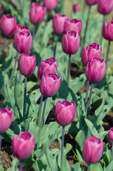 the tulip field in Kashmir, India