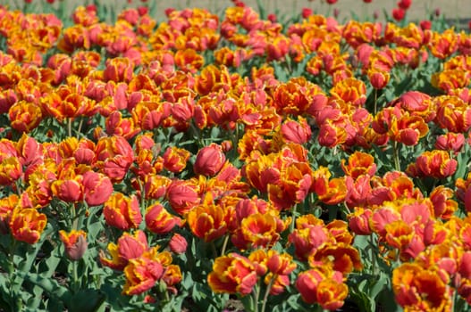 the tulip field in Kashmir, India