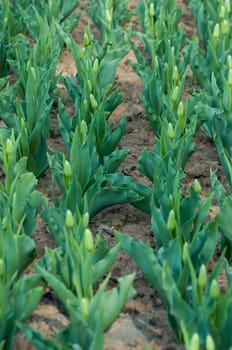 the tulip field in Kashmir, India