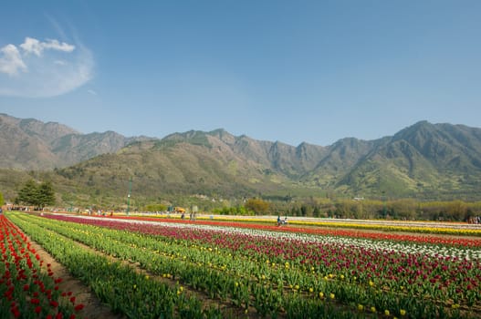 the tulip field in Kashmir, India