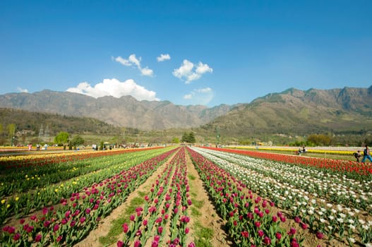 the tulip field in Kashmir, India