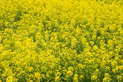 the mustard field in Kashmir, India